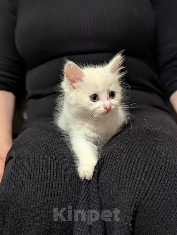 Кошки в других городах Московской области: Котята  1,5 месяца Мальчик, Бесплатно - фото 3