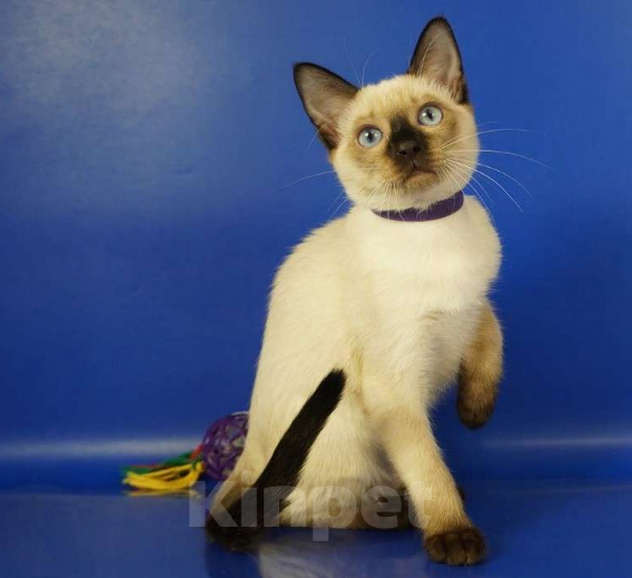 Кошки в Москве: Lyon Gamlet Мальчик, 60 000 руб. - фото 5