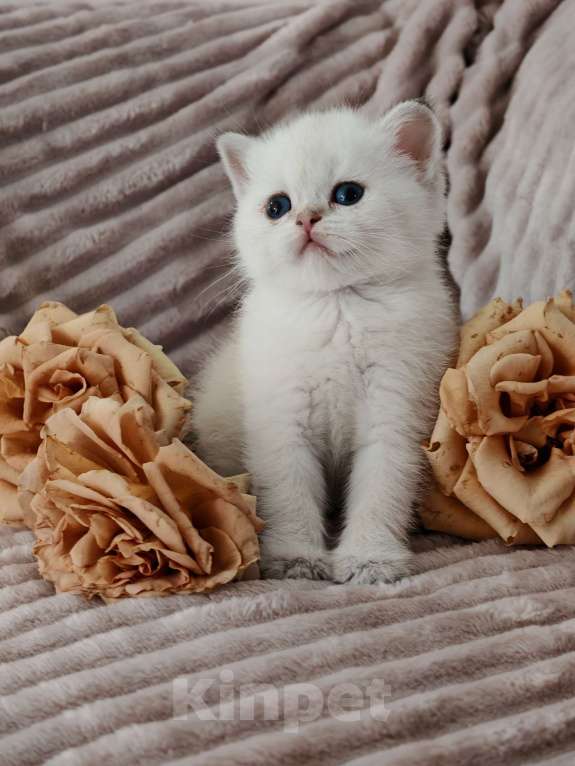 Кошки в Москве: Породистые шотландские котята Девочка, 80 000 руб. - фото 7