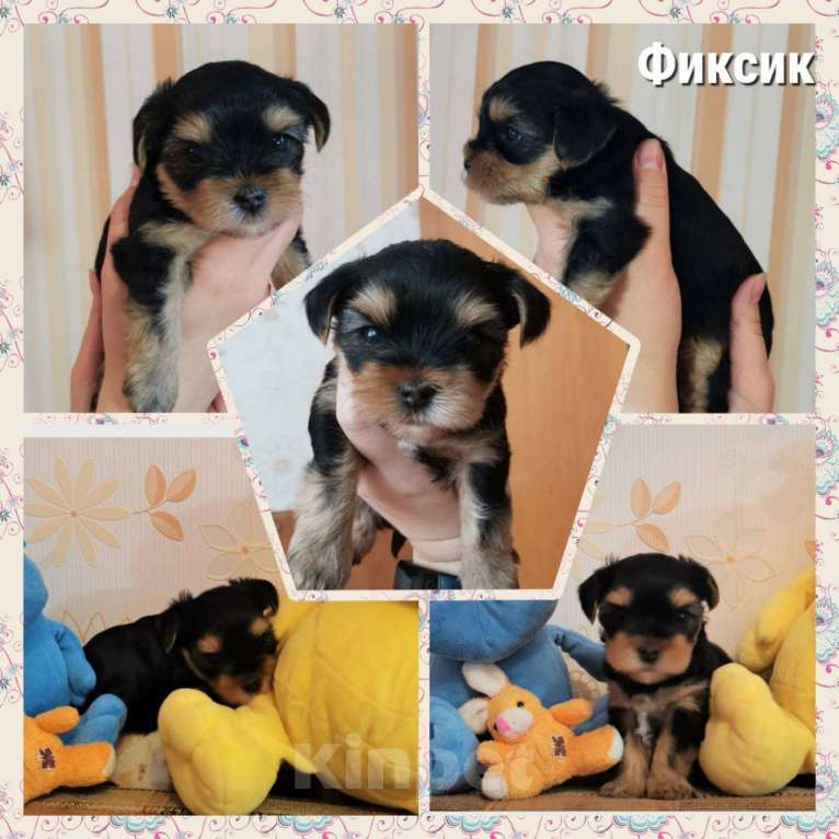 Собаки в Тольятти: Фиксик Мальчик, 15 000 руб. - фото 1