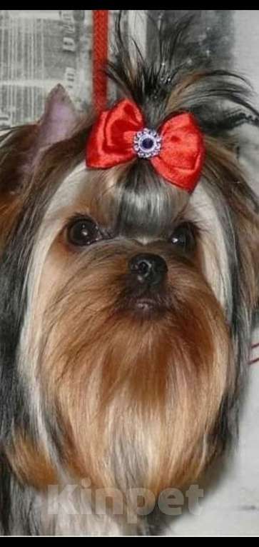 Собаки в Москве: Йорк Вязка Мальчик, 10 000 руб. - фото 5