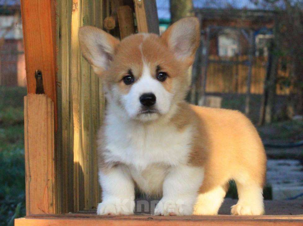 Собаки в Москве: Аманси Блюз Мальчик, 75 000 руб. - фото 2