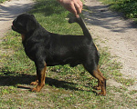 Собаки в Пскове: Щенок пти брабансон Мальчик, 45 000 руб. - фото 4