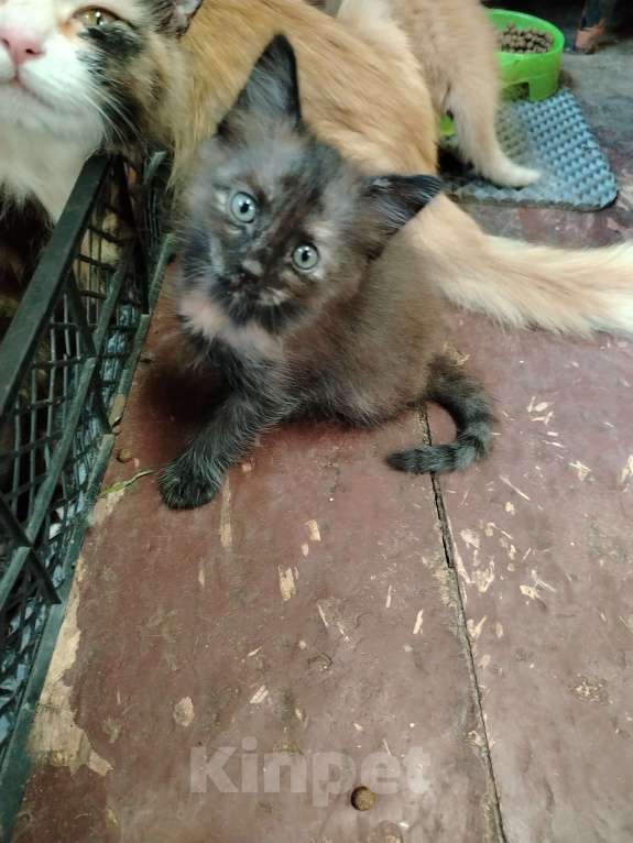 Кошки в других городах Ленинградской области: Чёрный котёнок Девочка, Бесплатно - фото 3