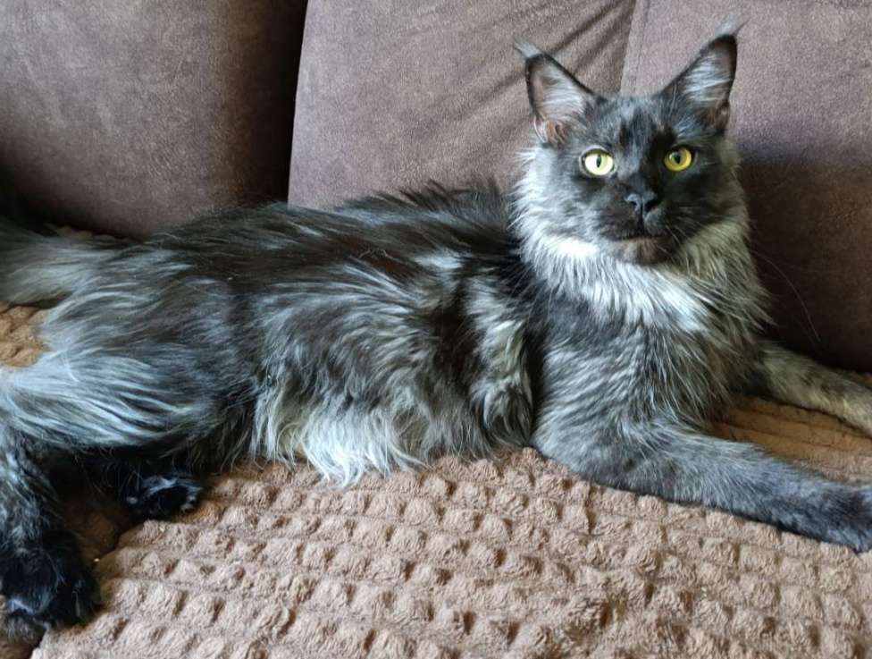Кошки в Санкт-Петербурге: Кошка чёрный дым Девочка, 13 000 руб. - фото 1