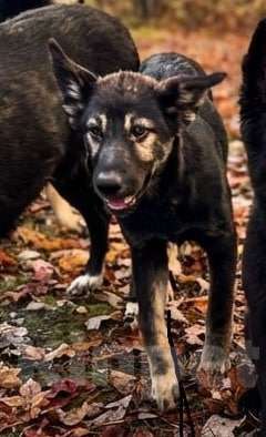 Собаки в Химках: Барс в поиске надёжного дома Мальчик, Бесплатно - фото 8