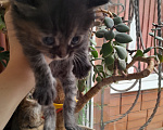Кошки в Михайловске: Отдам котят в добрые руки! Девочка, Бесплатно - фото 2