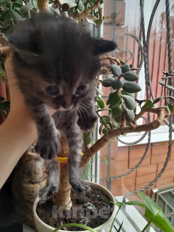 Кошки в Михайловске: Отдам котят в добрые руки! Девочка, Бесплатно - фото 2