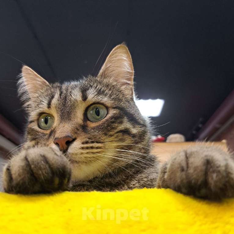 Кошки в Ижевске: кот в добрые руки Мальчик, Бесплатно - фото 3