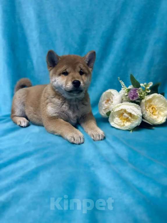 Собаки в Электрогорске: Щенки Сиба Ину Мальчик, 45 000 руб. - фото 3