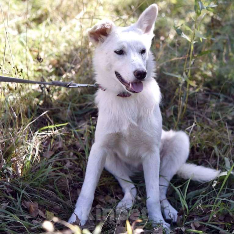 Собаки в Москве: Щенка-девочку спасли из отлова 🆘️ Срочно нужен дом Девочка, Бесплатно - фото 2