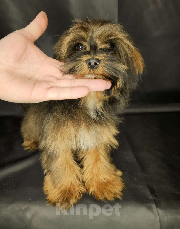 Собаки в Москве: Шипу щенок мальчик Мальчик, 30 000 руб. - фото 1