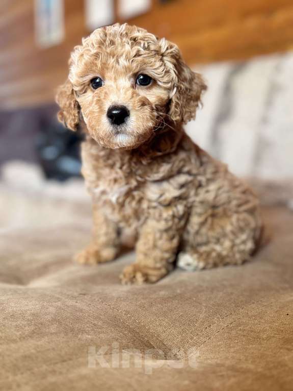 Собаки в Новосибирске: Той пудель, щенки Мальчик, 50 000 руб. - фото 7