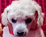 Собаки в Москве: Пудель той девочка белая Девочка, 100 000 руб. - фото 2