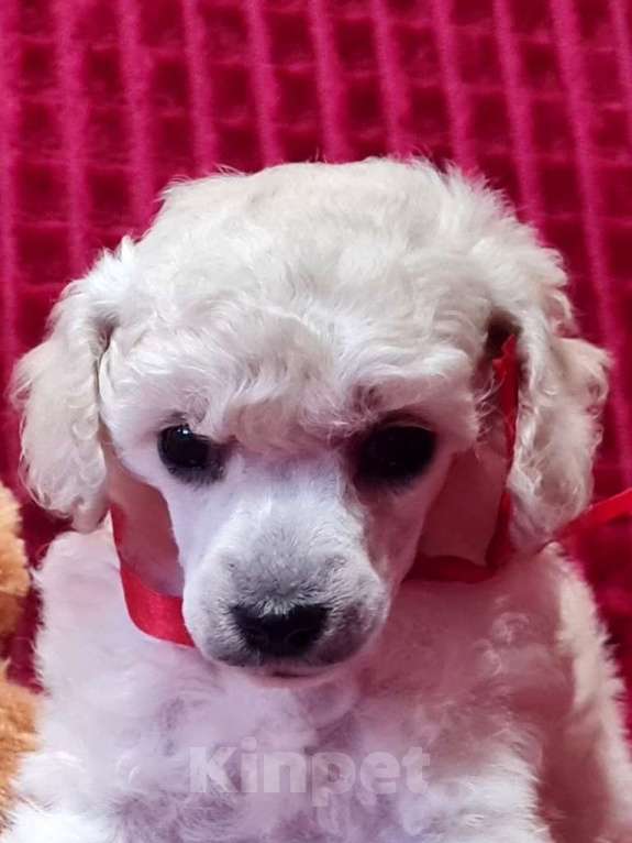 Собаки в Москве: Пудель той девочка белая Девочка, 100 000 руб. - фото 2