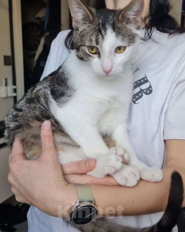 Кошки в Санкт-Петербурге: Корсик ждет своего Человека Мальчик, Бесплатно - фото 1