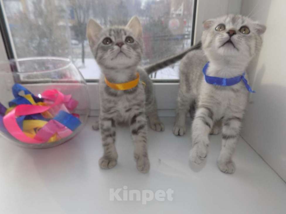 Кошки в Москве: Шотландские вислоухие котята Мальчик, 12 000 руб. - фото 1