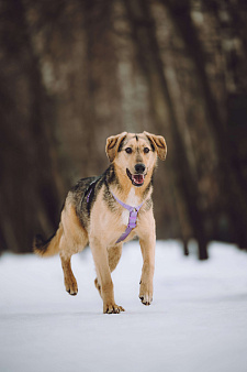 Собака в добрые руки