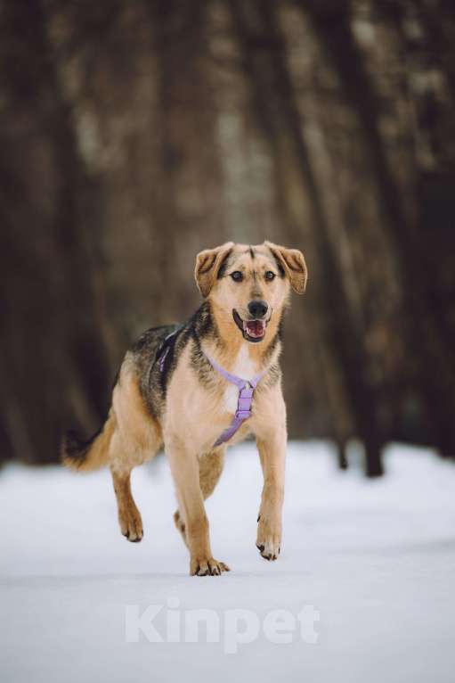 Собаки в Москве: Собака в добрые руки Девочка, Бесплатно - фото 1