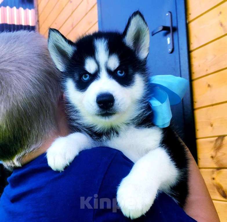 Собаки в Тольятти: Хаски Щенки Разных окрасов Разнополые, Бесплатно - фото 1