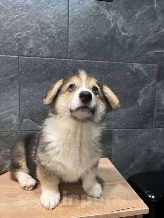 Собаки в Москве: Корги мальчик триколор кобель Мальчик, 40 000 руб. - фото 3