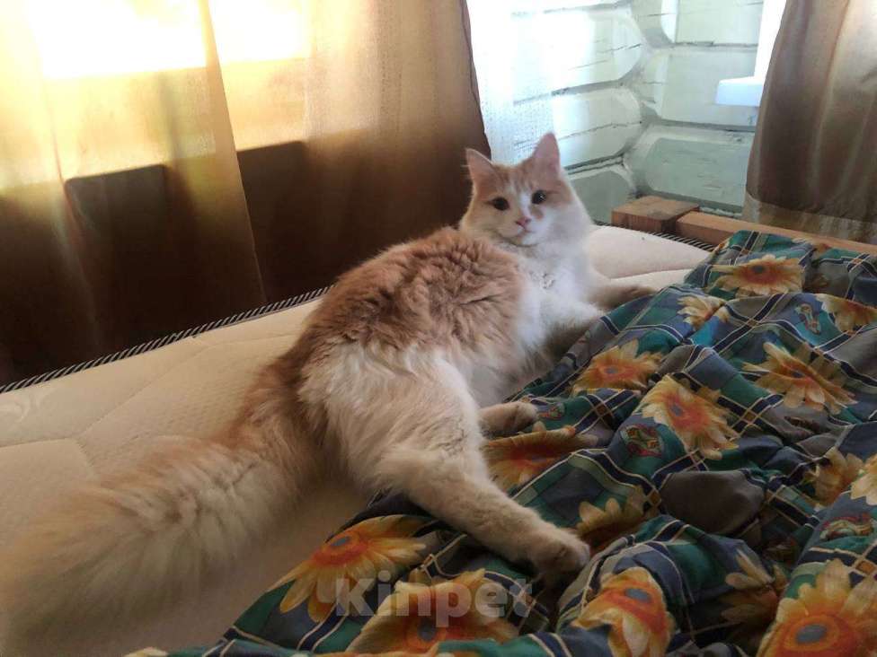 Кошки в Нижнем Новгороде: Рыжий котик в добрые руки  Мальчик, Бесплатно - фото 3