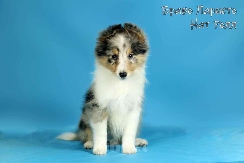 Собаки в Рязани: Шелти из Рязани. Мальчик, 50 000 руб. - фото 1