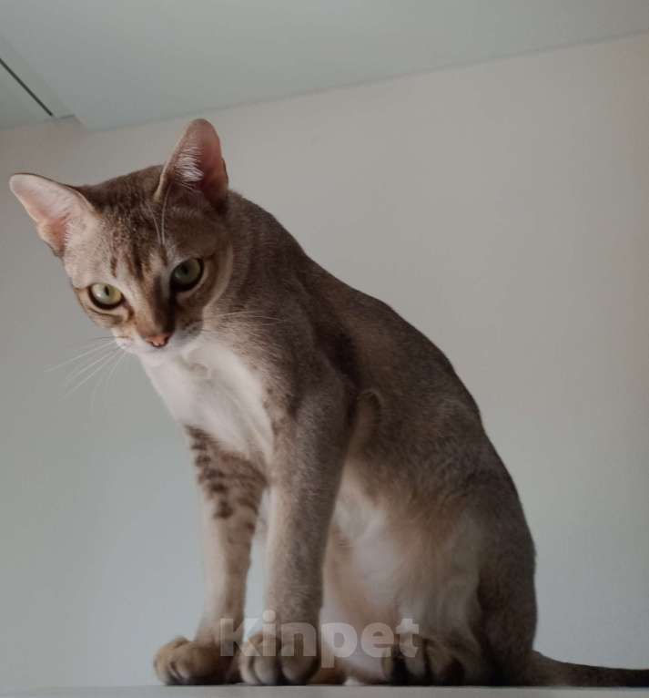 Кошки в Ростове-на-Дону: Замурчательный молодой котик Мальчик, 55 000 руб. - фото 2