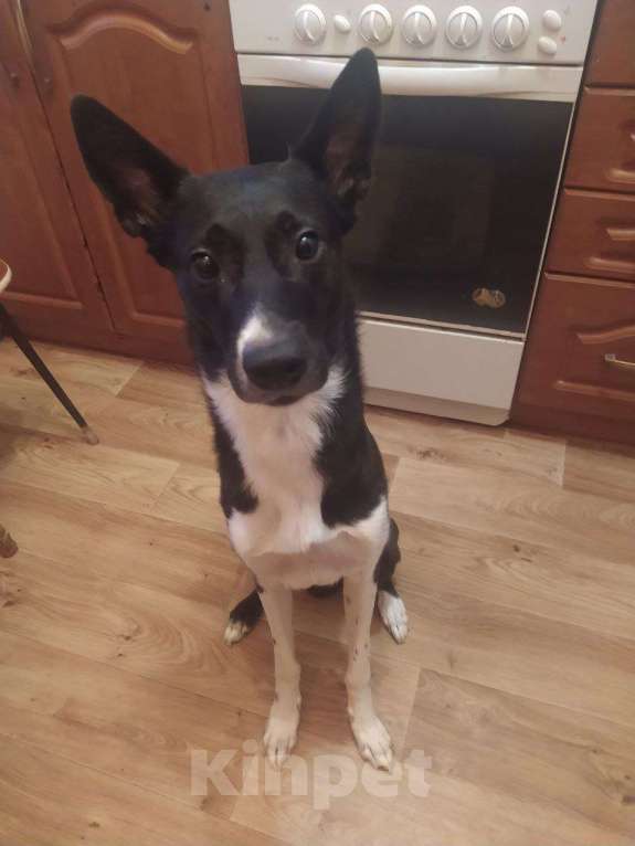 Собаки в Самаре: Срочно отдам собакена,помесь басенджи и гончей Мальчик, Бесплатно - фото 2