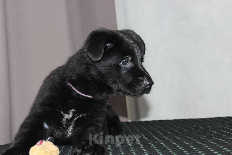 Собаки в Красноярске: Щенок ВЕО Норд Стар Мальчик, Бесплатно - фото 8