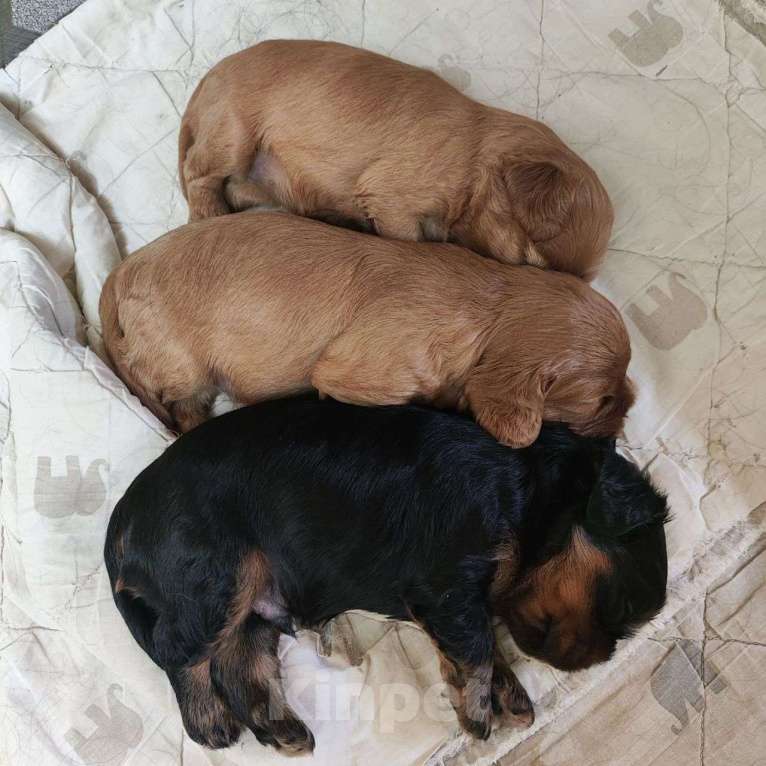 Собаки в Москве: Щенки Кавалер Кинг Чарльз спаниель Мальчик, 100 000 руб. - фото 8