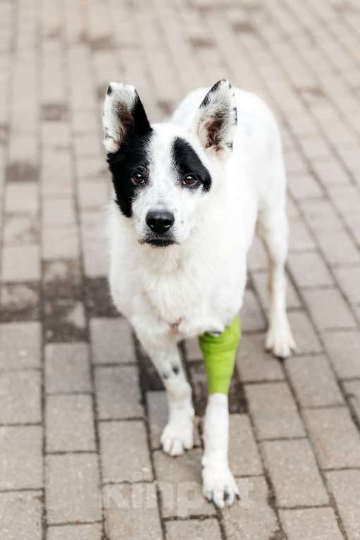 Собаки в Москве: Обаятельный аферист в поисках дома! Мальчик, Бесплатно - фото 8