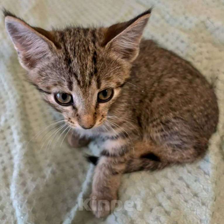 Кошки в Москве: Двухмесячный котенок Марсик Мальчик, Бесплатно - фото 5