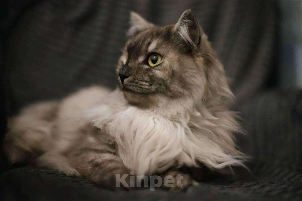 Кошки в Балашихе: Эш Мальчик, Бесплатно - фото 1