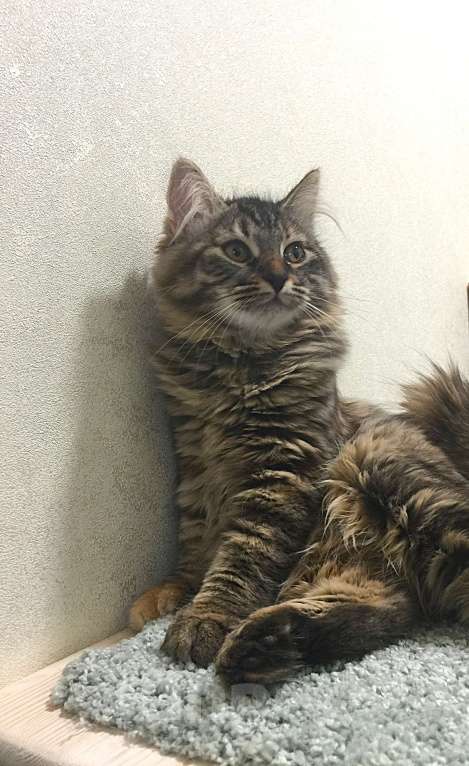 Кошки в Санкт-Петербурге: Сибирский котенок, кошка Девочка, 45 000 руб. - фото 4