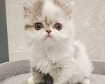 Кошки в Ярославле: Шотландская длинношерстная девочка Девочка, 35 000 руб. - фото 6