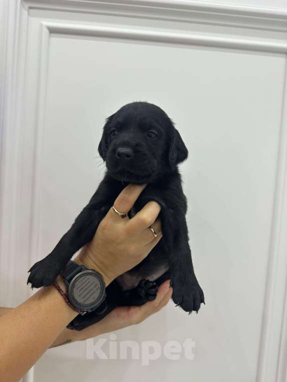 Собаки в Краснодаре: Открыта предварительная бронь на щенков Лабрадоров  Мальчик, 15 000 руб. - фото 2