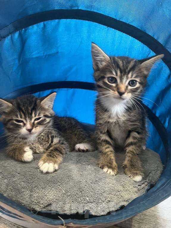 Кошки в других городах Московской области: Полосатый второй котенок Мальчик, Бесплатно - фото 2