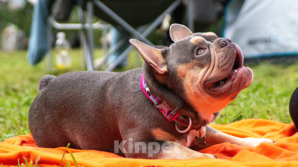 Собаки в Долгопрудном: Лилак Тан Король – Истинное Сокровище! Мальчик, Бесплатно - фото 3