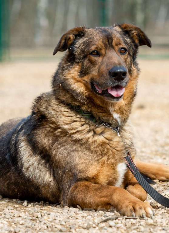 Собаки в Москве: Валик. Особенный пес для особенного человека Мальчик, 1 руб. - фото 2