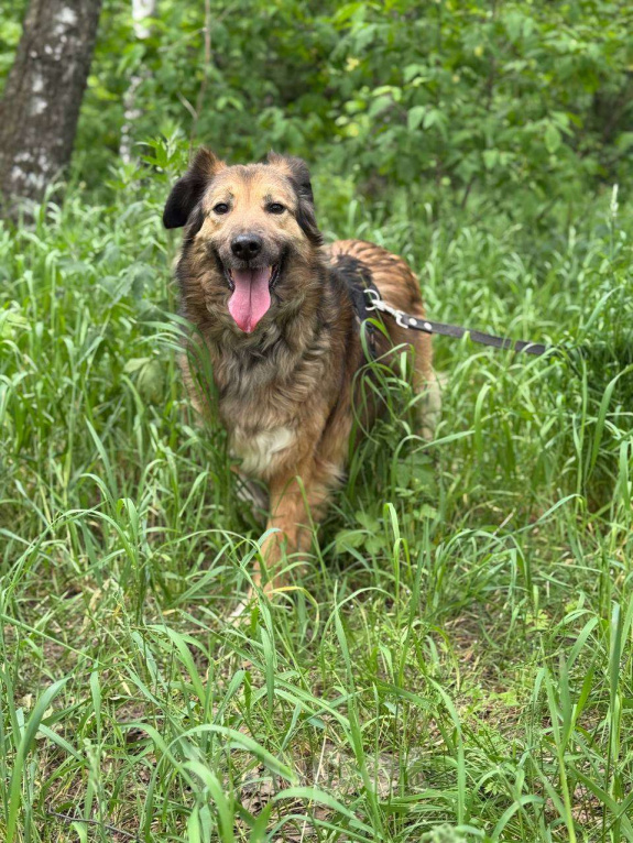 Собаки в Москве: Сима - пушинка Девочка, Бесплатно - фото 7