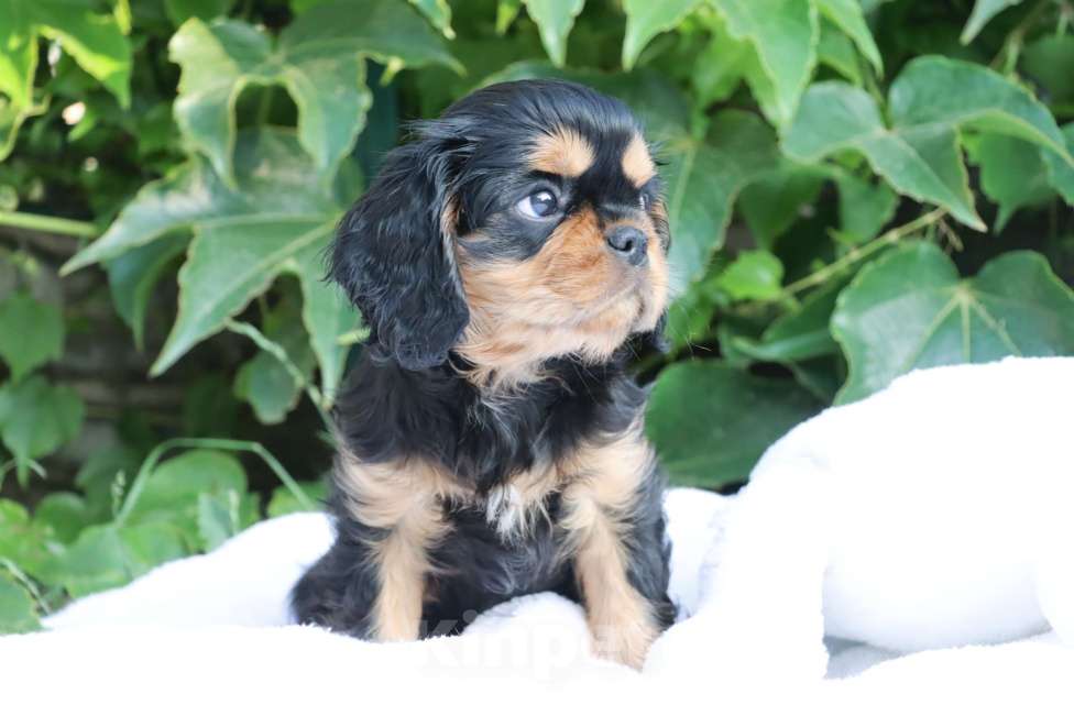 Собаки в Ростове-на-Дону: Мальчик Кавалер! Мальчик, Бесплатно - фото 4