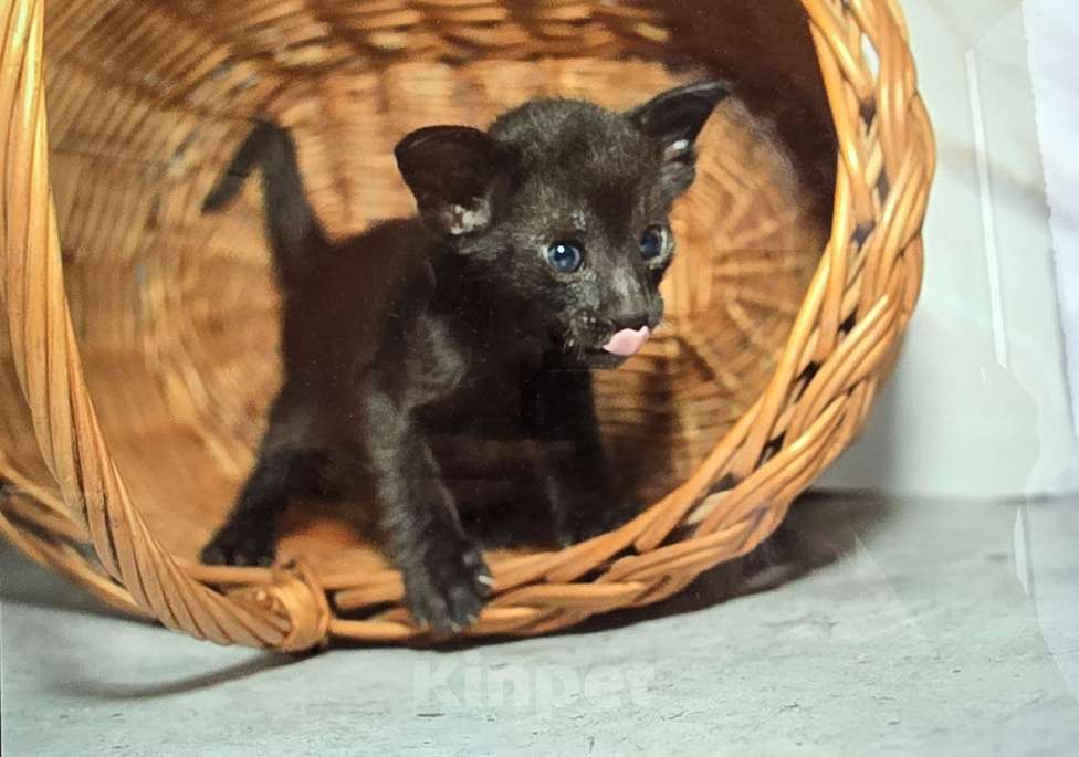 Кошки в Ростове-на-Дону: Ориентальный котёнок Мальчик, 20 000 руб. - фото 2