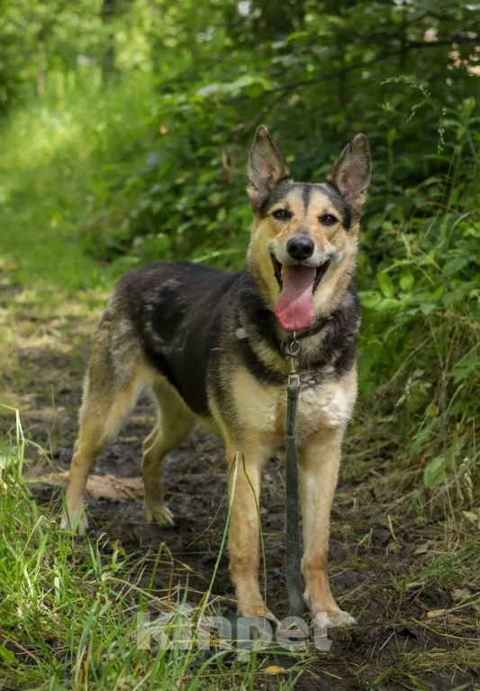 Собаки в Ногинске: Джесси Девочка, Бесплатно - фото 3