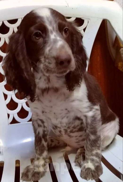 Собаки в Москве: Щенок русского охотничьего спаниеля Мальчик, 35 000 руб. - фото 1