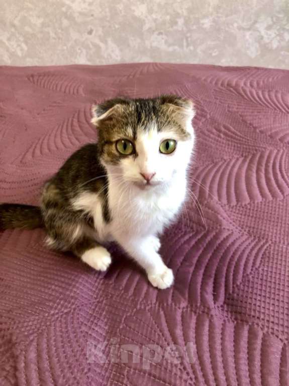 Кошки в других городах Крыма: Маленькое спасенное счастье ищет добрый  дом  Девочка, Бесплатно - фото 3