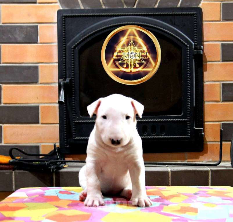 Собаки в Череповце: Предлагаются малышки стандартного бультерьера Девочка, Бесплатно - фото 2