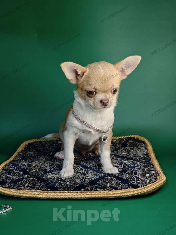 Собаки в Москве: Мини мальчик с лиловым носиком Мальчик, 40 000 руб. - фото 8