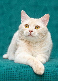 Снежок ищет дом