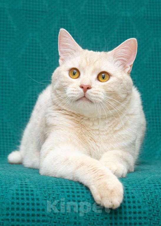 Кошки в Москве: Снежок ищет дом Мальчик, Бесплатно - фото 1